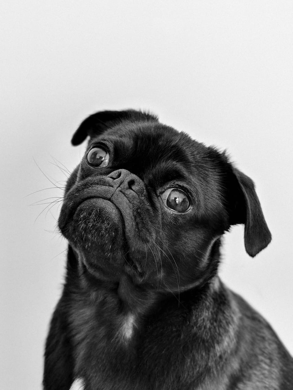 Brussels Griffon