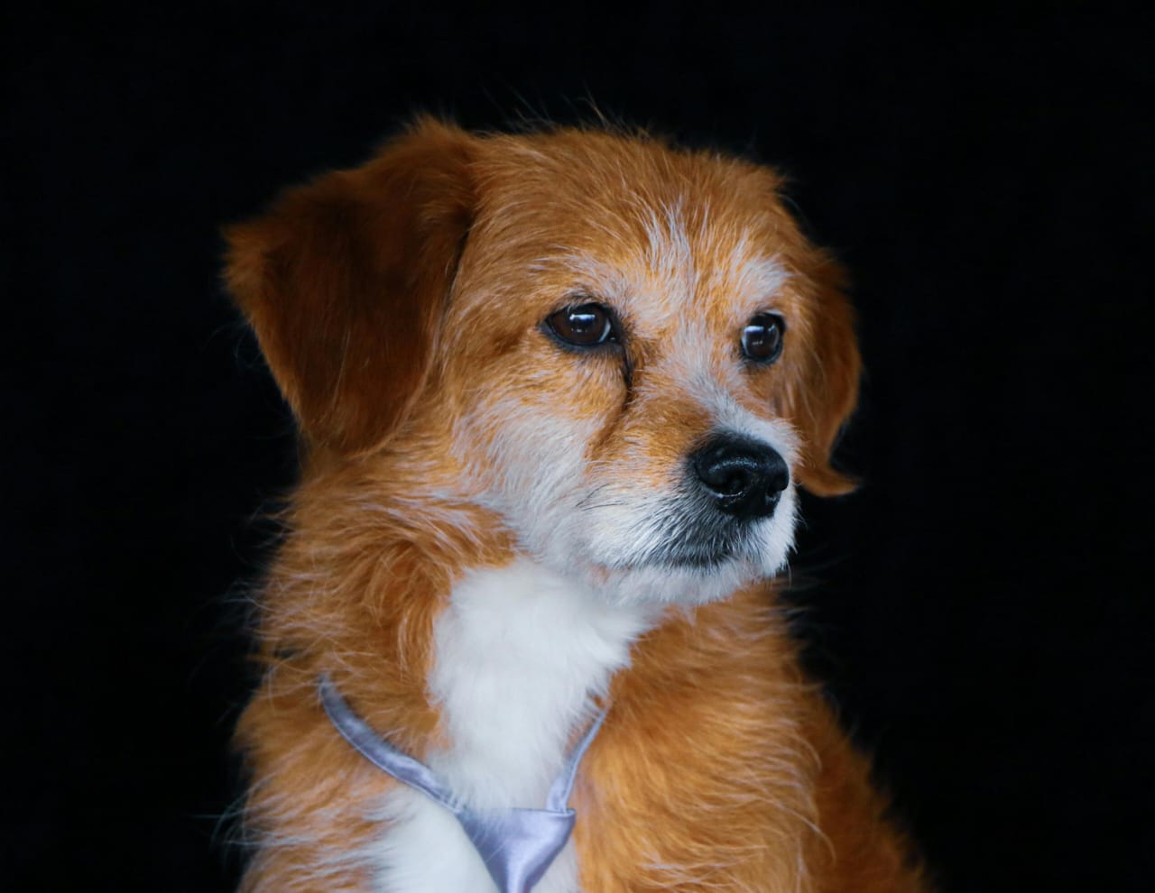  a mix of a Chihuahua and a Poodle