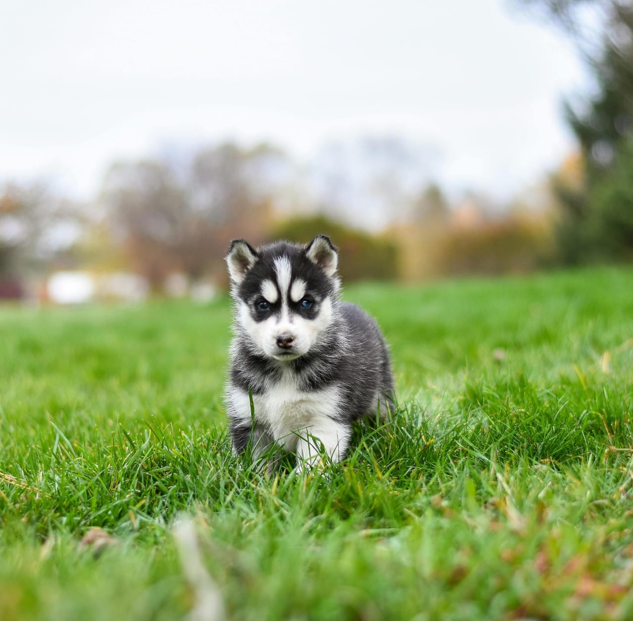 Siberian Husky