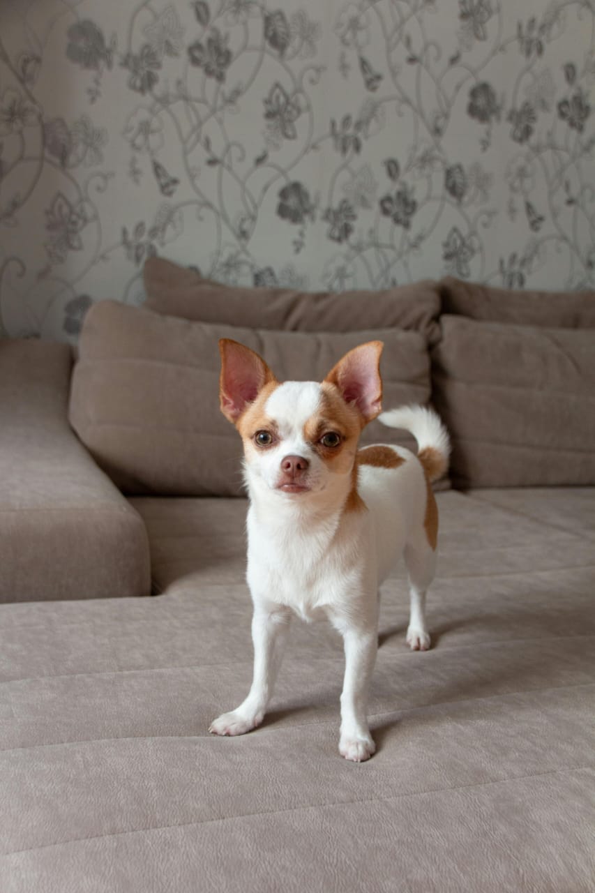 Chihuahua