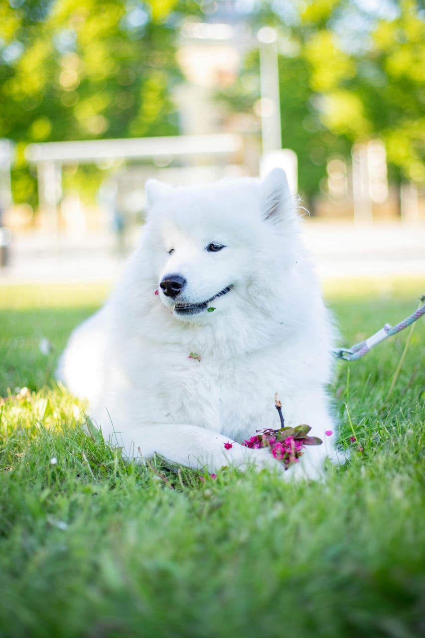 Samoyed