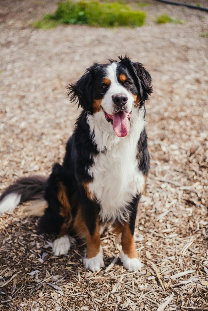  Bernese Mountain 