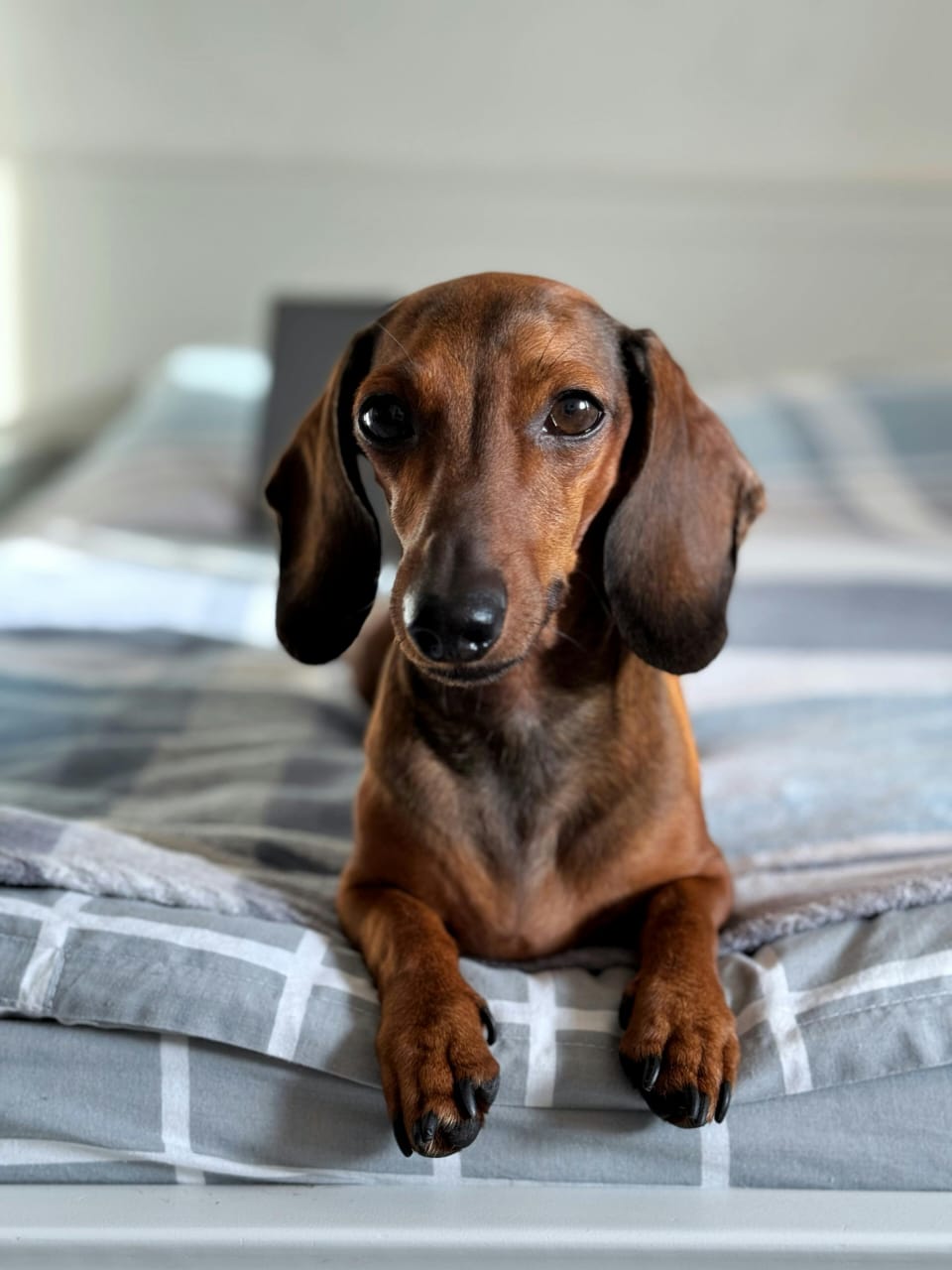  Dachshund