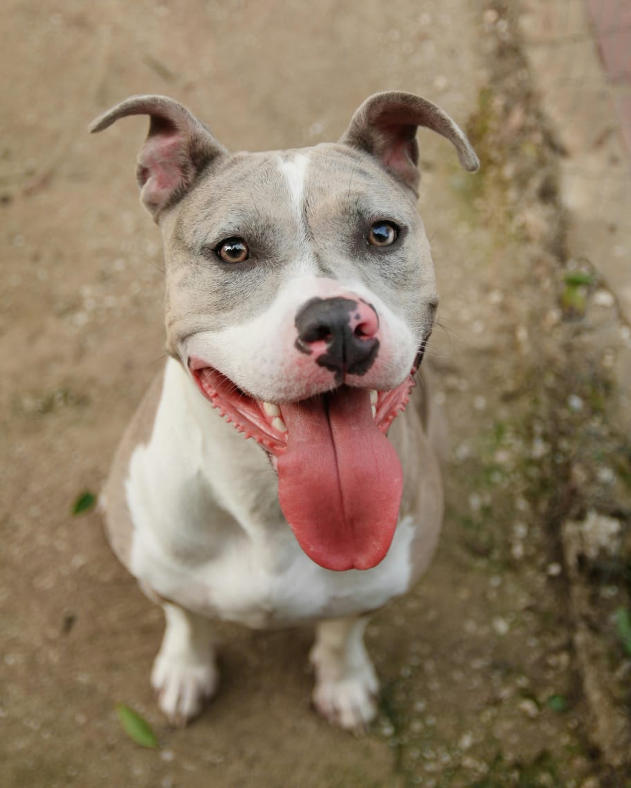 American Pit Bull Terrier 