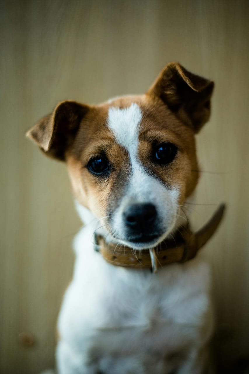 Jack Russell Terrier