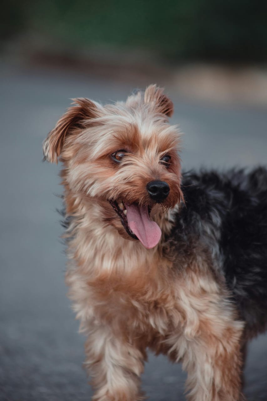 Yorkshire Terrier