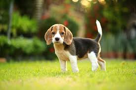 Beagle Lily