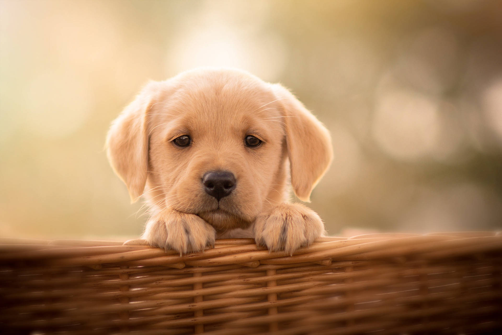 Labrador Buddy